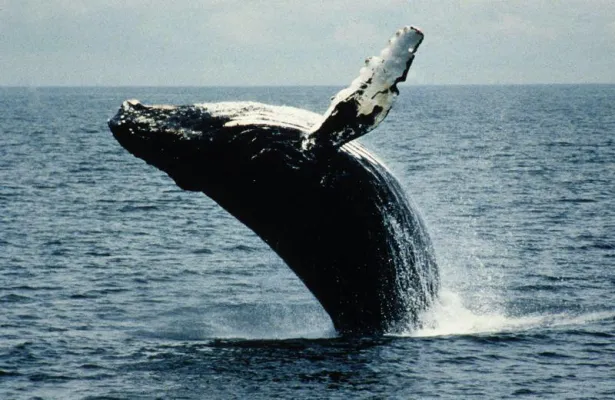 Bild: Canada Whale Night 2007 bietet umfangreiches Programm aus Show und Information