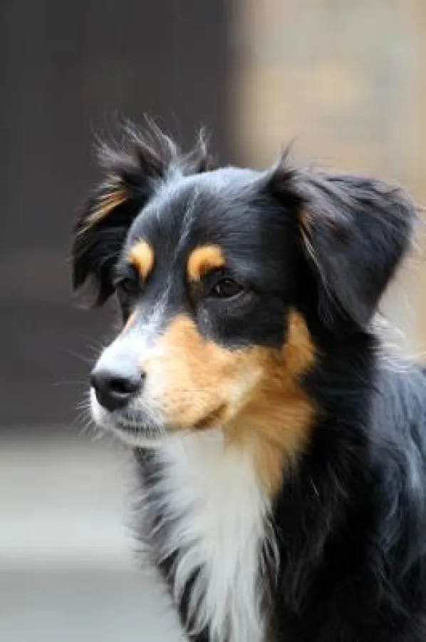 Auch Hunde leiden unter typischen Krankheiten