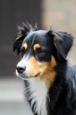 Bild: Tierische Probleme - Bekannten Hunde- und Katzenkrankheiten auf der Spur