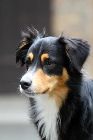 Bild: Tierische Probleme - Bekannten Hunde- und Katzenkrankheiten auf der Spur