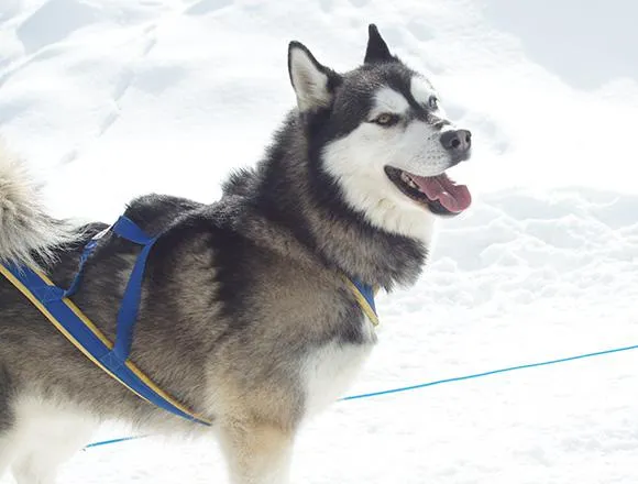 Bild: Im Kleinwalsertal sind Wintererlebnisse alles andere als 'blauäugig'