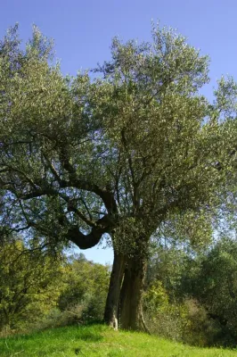 Bild: La Rogaia Olivenbaumpatenschaft - eine ausgefallene Geschenkidee, die der Natur zugute kommt