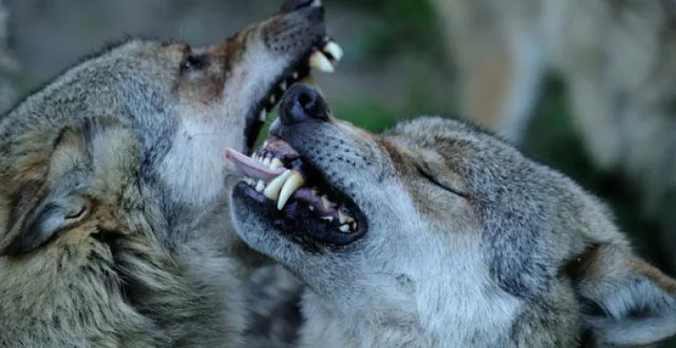 Bild: Fotoworkshop in Wiesbaden – Tierfotografie