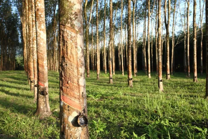 International Rubber Study Group (IRSG) Bild: International Rubber Study Group (IRSG)