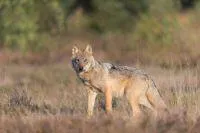 Reisetipp Wilhelmshaven: Ausstellung "Faszination Wolf " im Wattenmeer Besucherzentrum Bild: Reisetipp Wilhelmshaven: Ausstellung "Faszination Wolf " im Wattenmeer Besucherzentrum