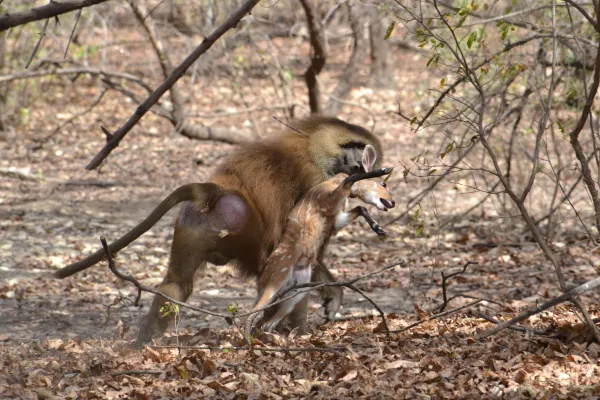 Bild: Guineapaviane teilen Fleisch nach festen sozialen Regeln