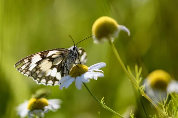 Bild: Ingenieurbüro slowtec für nachhaltige Softwareentwicklung feiert 5. Firmenjubiläum mit 500m² Insektenweide