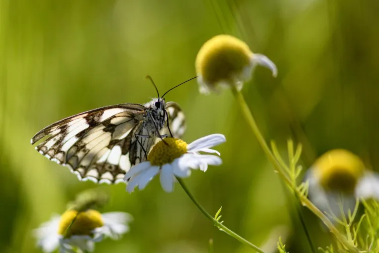 Bild: Ingenieurbüro slowtec für nachhaltige Softwareentwicklung feiert 5. Firmenjubiläum mit 500m² Insektenweide