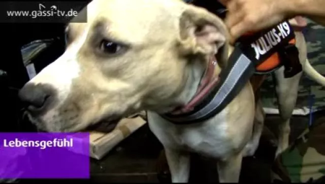 Bild: Die Hund und Pferd 2009