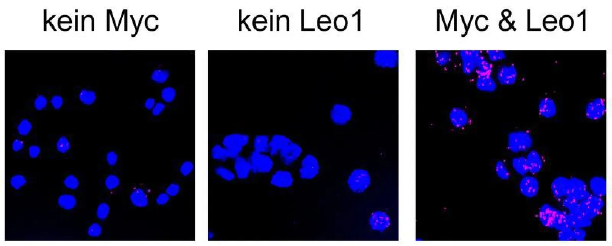 The red dots in the right picture show where Myc and PAF1 bind to each other. This happens mainly in the cell nuclei (dyed blue). (Graphic: team Gallant)