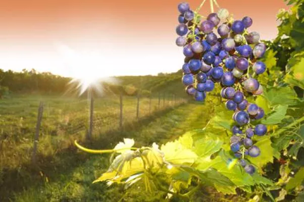 Bild: Ins sonnige Aquitanien mit france-voyage.com