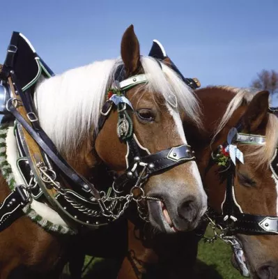 Bild: Traditionell sehenswert: Leonhardifahrt in Lippertskirchen