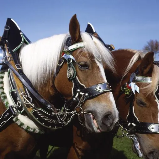 Bild: Traditionell sehenswert: Leonhardifahrt in Lippertskirchen