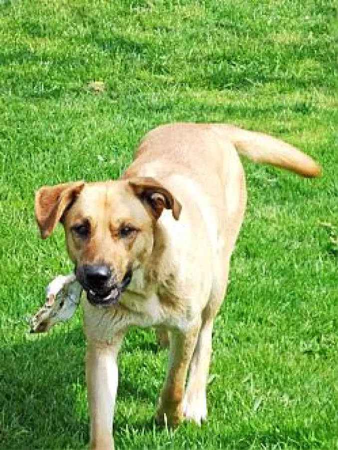 Mischlingshündin Lilli freut sich nach dem Herumtollen auf ein paar Leckereien. Bild: Domholzschänke