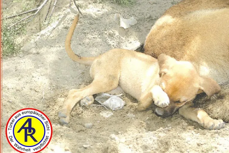 Bild: Aktuelle Türkei: Tierschutz Wunsch & Wirklichkeit, Gazipasa steht schlecht da