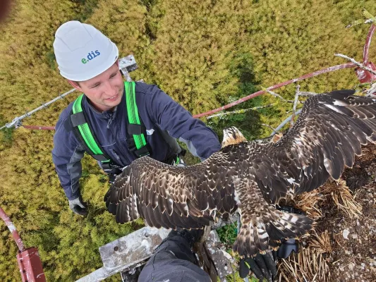 Bild: E.DIS: Artenschutz für Vögel in Mecklenburg-Vorpommern und Brandenburg