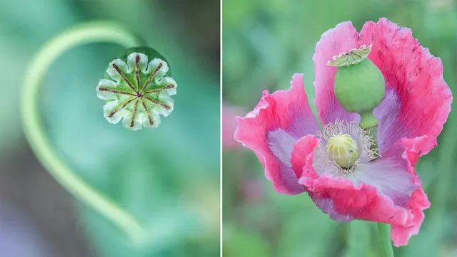 Bild: Fotoseminar „Schlafmohnblüte – Ein Traum in Pink“