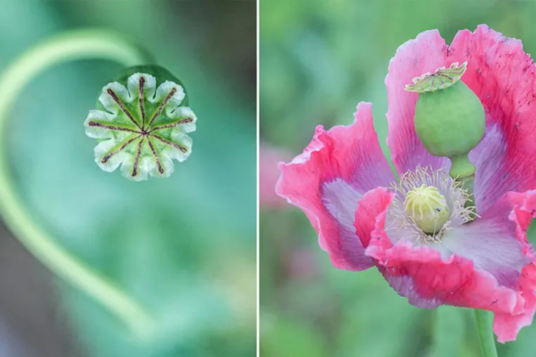 Bild: Fotoseminar „Schlafmohnblüte – Ein Traum in Pink“