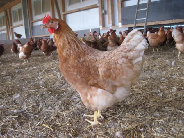 Bild: Geflügelpest breitet sich weiter aus