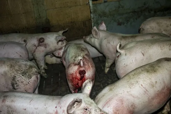 Bild: Amtsgericht Rheine verurteilt Schweinemäster aus Emsdetten zu 9.000 Euro trotz Tierwohlstall