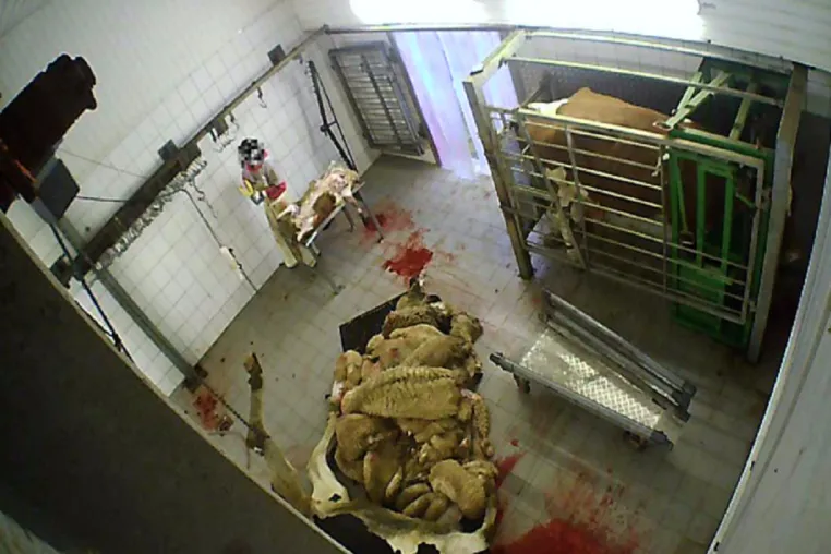Bild: Nach einer weiteren Anzeige durch das Deutsche Tierschutzbüro ermittelt die Staatsanwaltschaft gegen Betreiber
