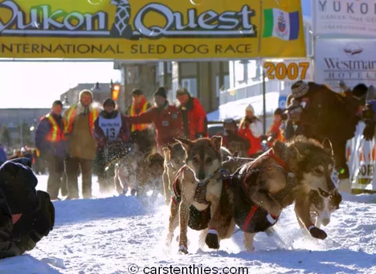 Bild: Yukon Quest Hundeschlittenrennen startet zum 25. Mal