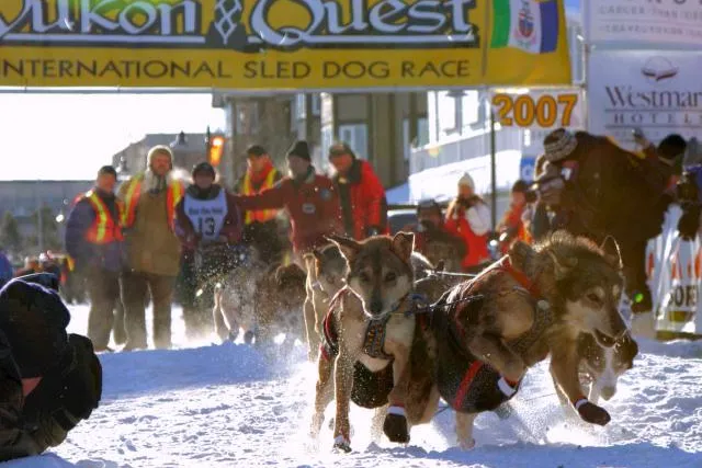 Bild: Yukon Quest Hundeschlittenrennen startet zum 25. Mal