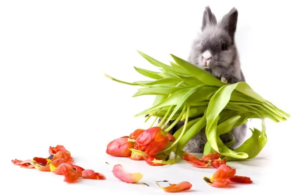 Bild: Harte Konkurrenz für den Osterhasen