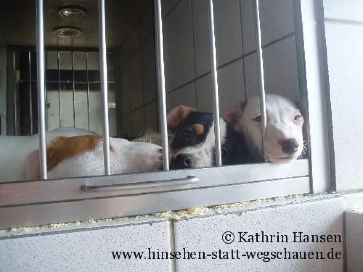 Das stumme Leid der Ware Hund