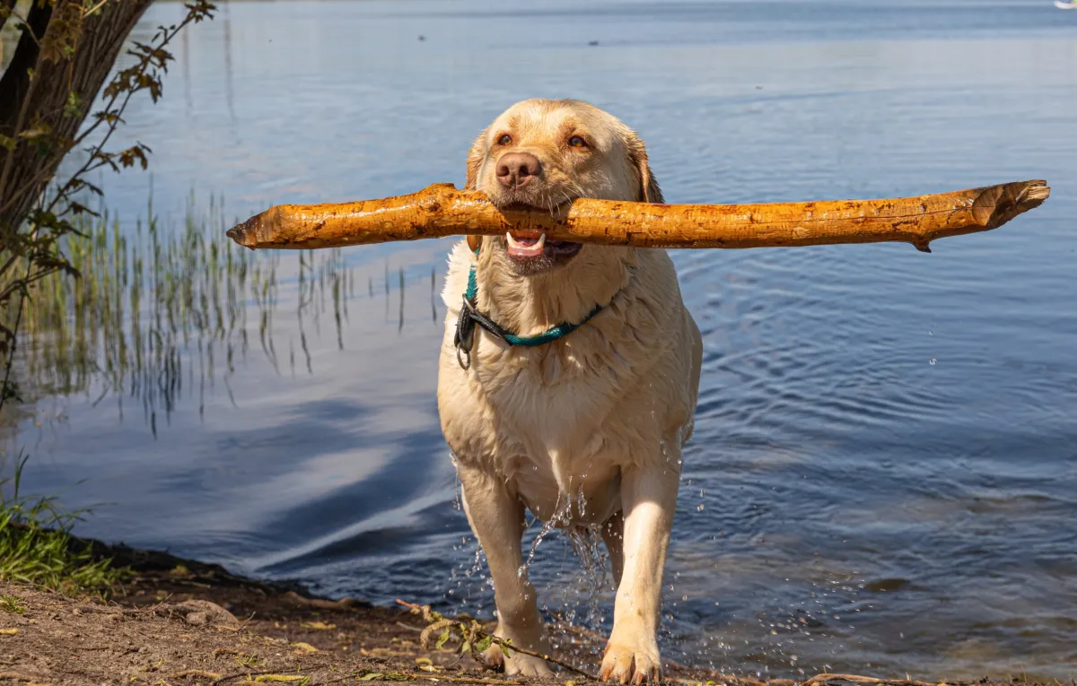 Rundgang für Mensch und Vierbeiner (© WMG Wolfsburg)