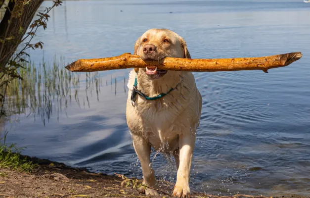 Bild: Rundgang für Mensch und Vierbeiner