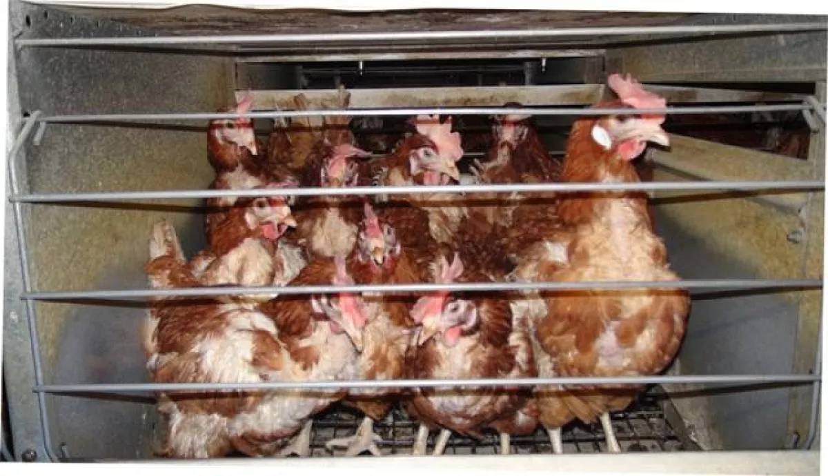 Legehennen in einer illegalen Farm in der Bretagne (C) VIER PFOTEN