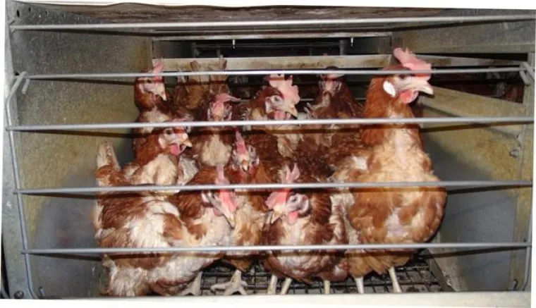 Eipulver und Flüssigei aus tierquälerischer Haltung nach Deutschland exportiert Bild: Eipulver und Flüssigei aus tierquälerischer Haltung nach Deutschland exportiert