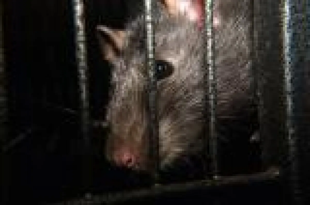Ratten im Kanal erfordern eine professionelle Schadnagerbekämpfung.