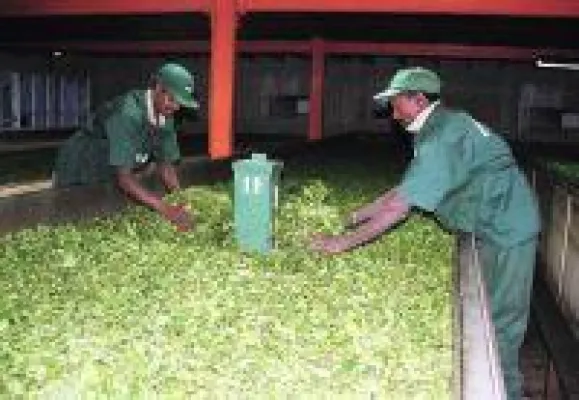 Bild: Orthodox für besseres Aroma - Ceylon Tee setzt auf klassische Verarbeitung