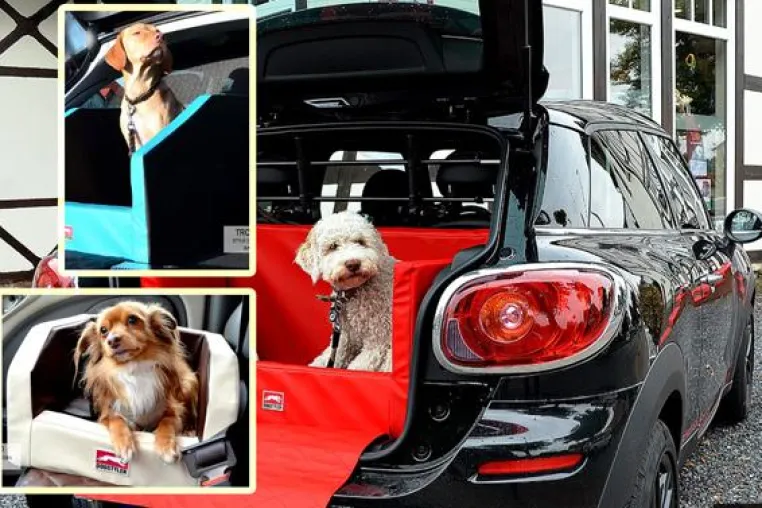 Bild: Todesfalle Anschnallgurt für den Hund im Auto: Hundebett schlägt Hundetransportbox
