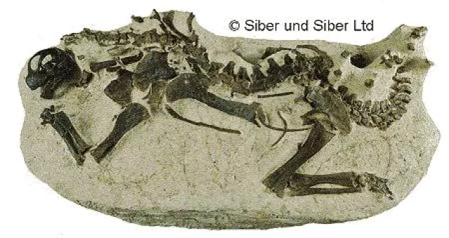Bild: Sensationsfund - Dinosaurier-Baby "Toni" nur noch bis Ende Oktober in Deutschland
