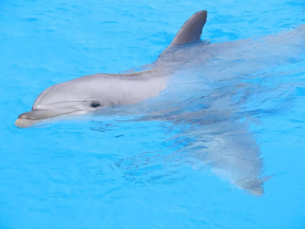 Delfin im Connyland