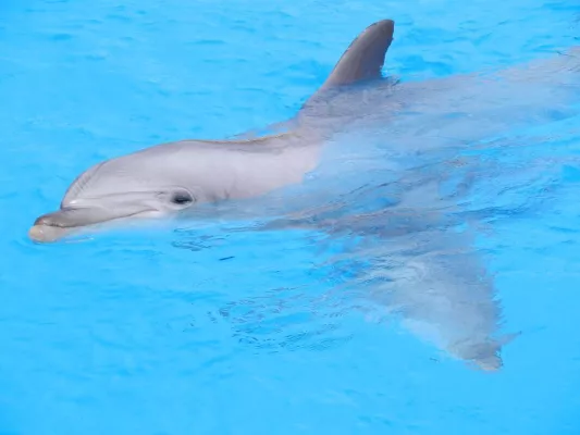 Bild: Delfintod nach Techno-Party – Tierschützer fordern Konsequenzen