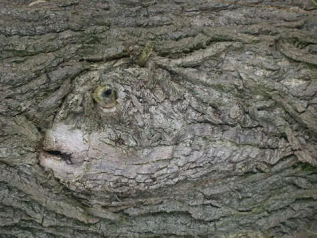 Bild: Baumwesen entdeckt