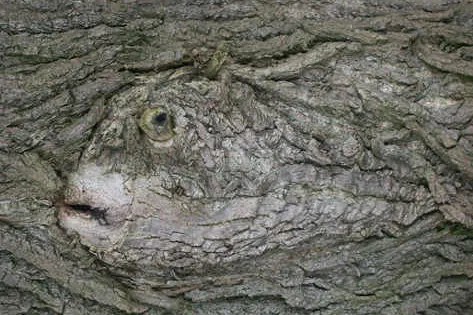 Baumwesen entdeckt Bild: Baumwesen entdeckt