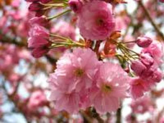 Bild: Frühlingszeit ist Heuschnupfenzeit, aber warum ist das so?