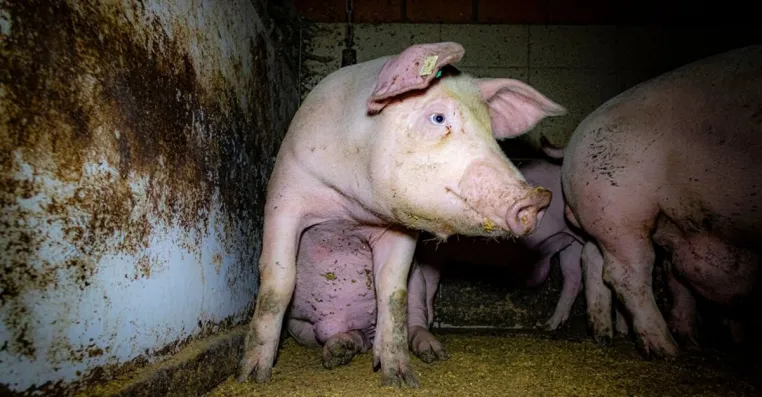 Bild: Nach Aufdeckung von Tierquälerei: Staatsanwaltschaft Münster nimmt Ermittlungen gegen Schweinemast auf