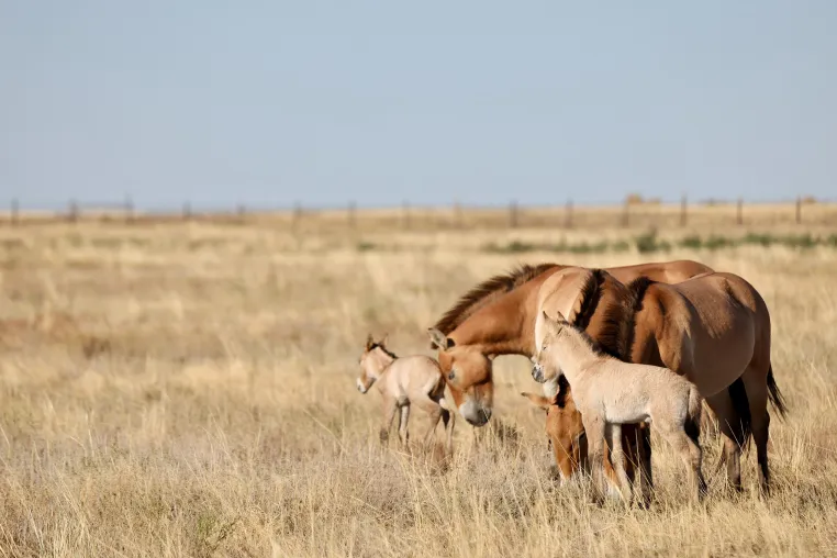Bild: Nach 200 Jahren: Erste Przewalski-Fohlen in der zentralkasachischen Steppe geboren