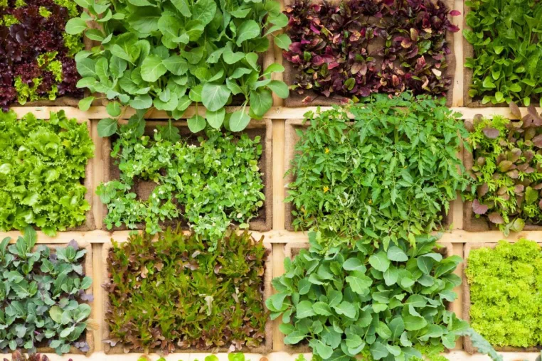 Bild: Beetflächen und Wege im Gemüsegarten planen mit Senol Arapi