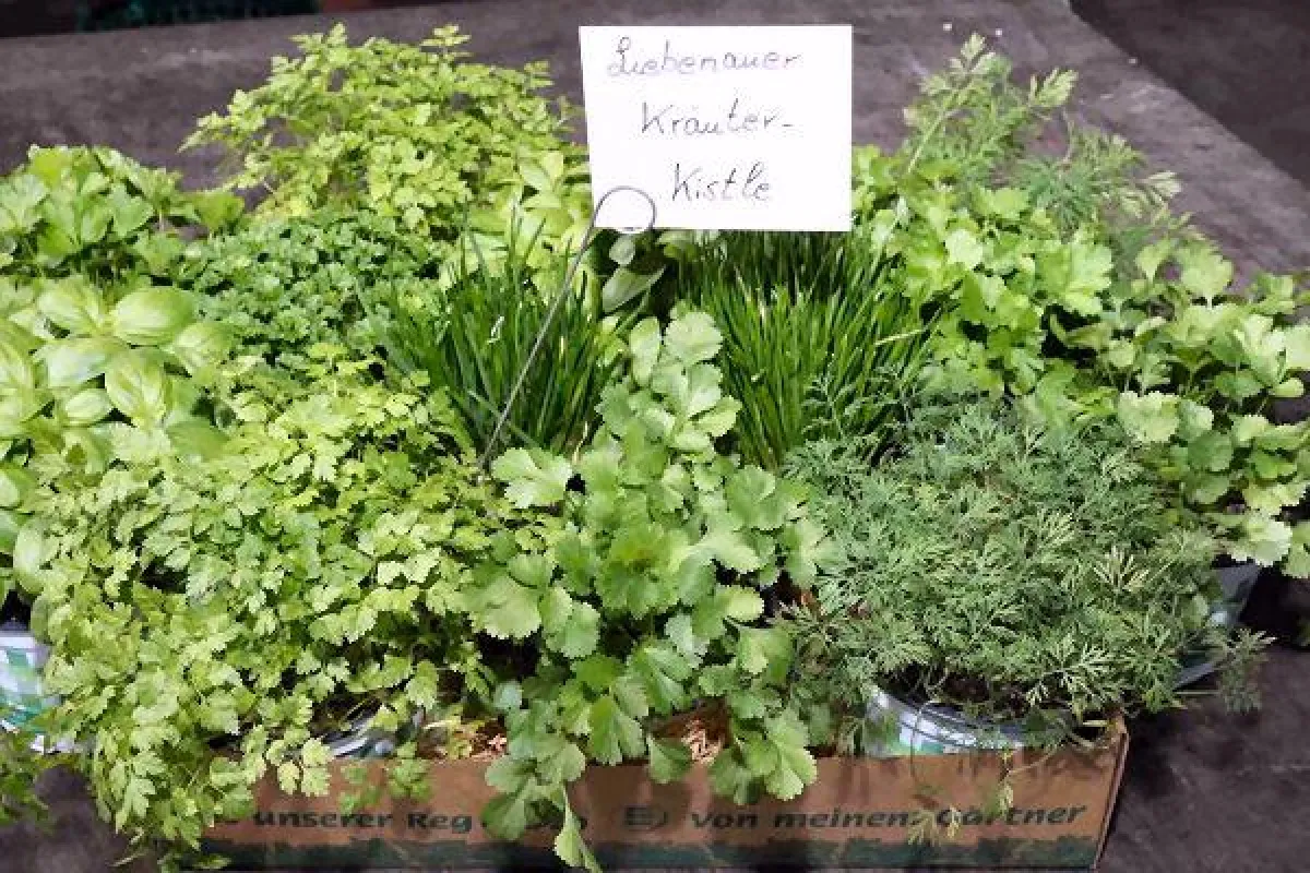 Stellen Sie Ihr eigenes Liebenauer Kräuterkästle am Gartennachmittag zusammen.