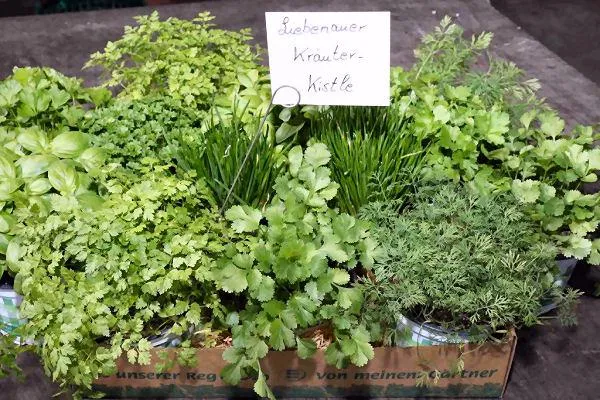 Bild: Kräuterwelt und Balkongemüse