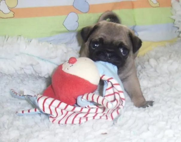 Dubiose Verkaufsanzeigen für Hundewelpen überschwemmen die Online-Anzeigenmärkte Bild: Dubiose Verkaufsanzeigen für Hundewelpen überschwemmen die Online-Anzeigenmärkte