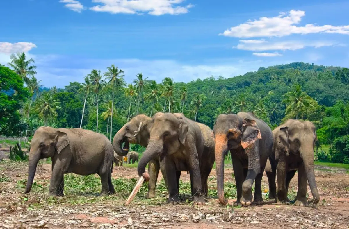 Elefanten im Wilpattu Nationalpark