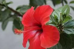 Bild: Kreta Sfakia ..Harmonie in der Natur